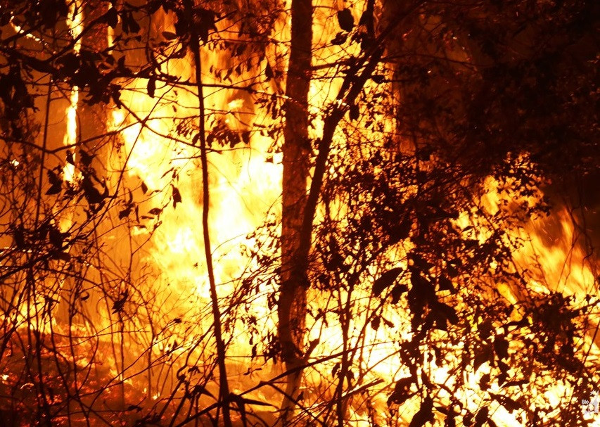 chay-rung-nam-dan-0732340