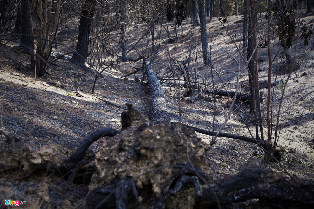 chay-rung-anh-pham-truong 25