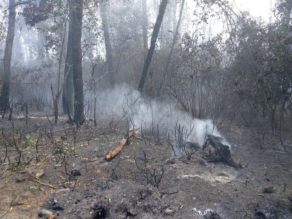 chay-rung-hong-linh-90 24