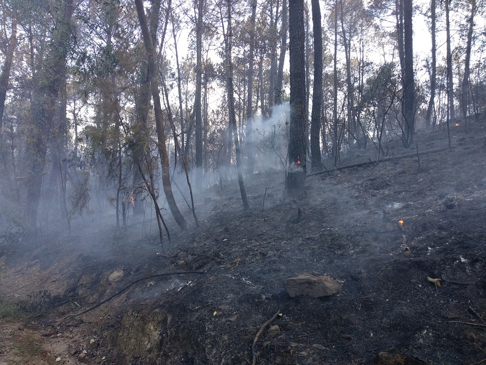 chay-rung-hong-linh88 4