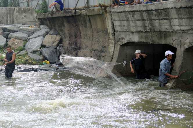 Bủa lưới bắt cá ngay miệng cống- Ảnh: TRƯỜNG TRUNG.