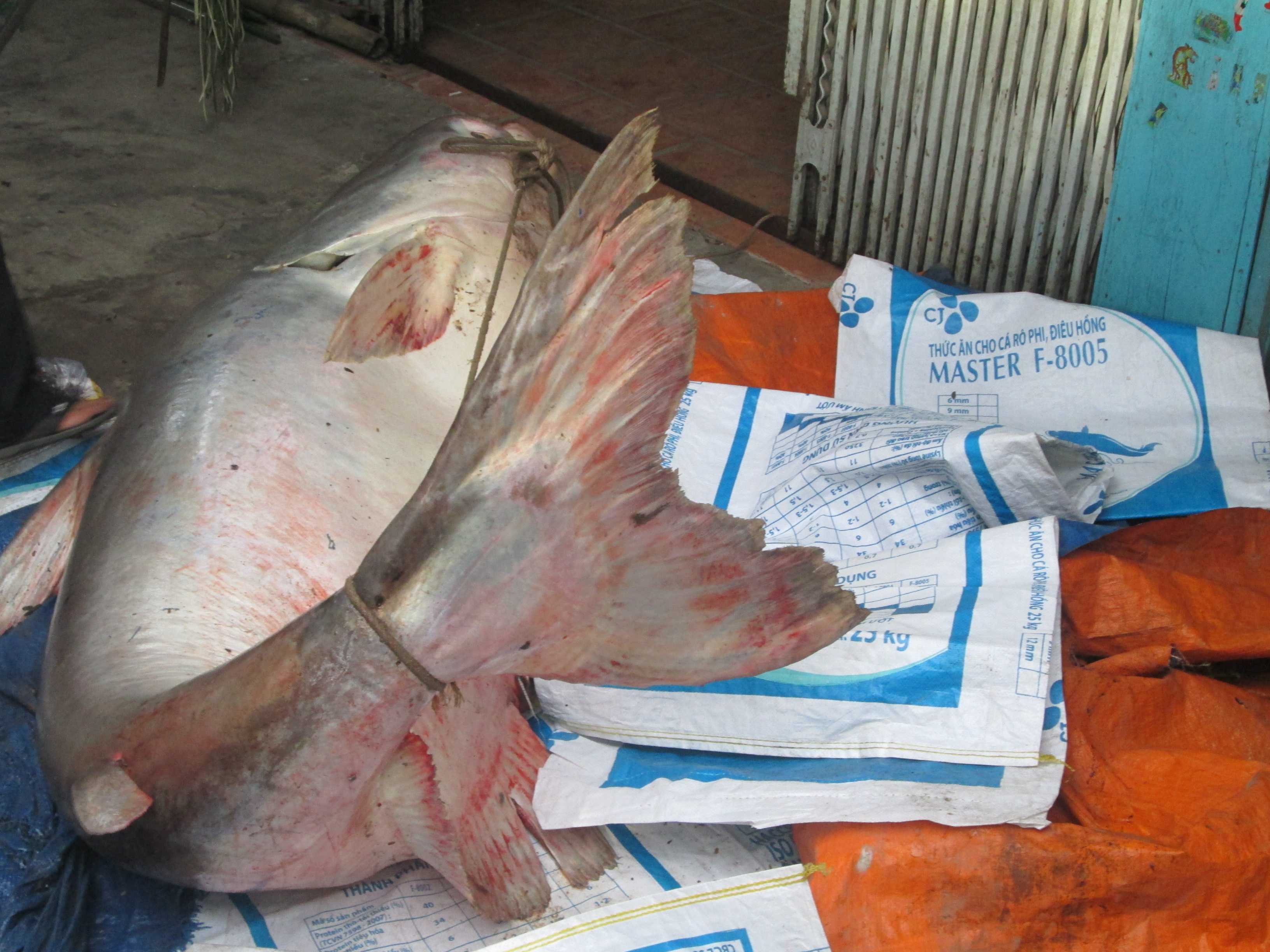 Dân kéo đi nghẹt đường xem cá tra dầu 'khủng' nặng hơn 200 kg - ảnh 5