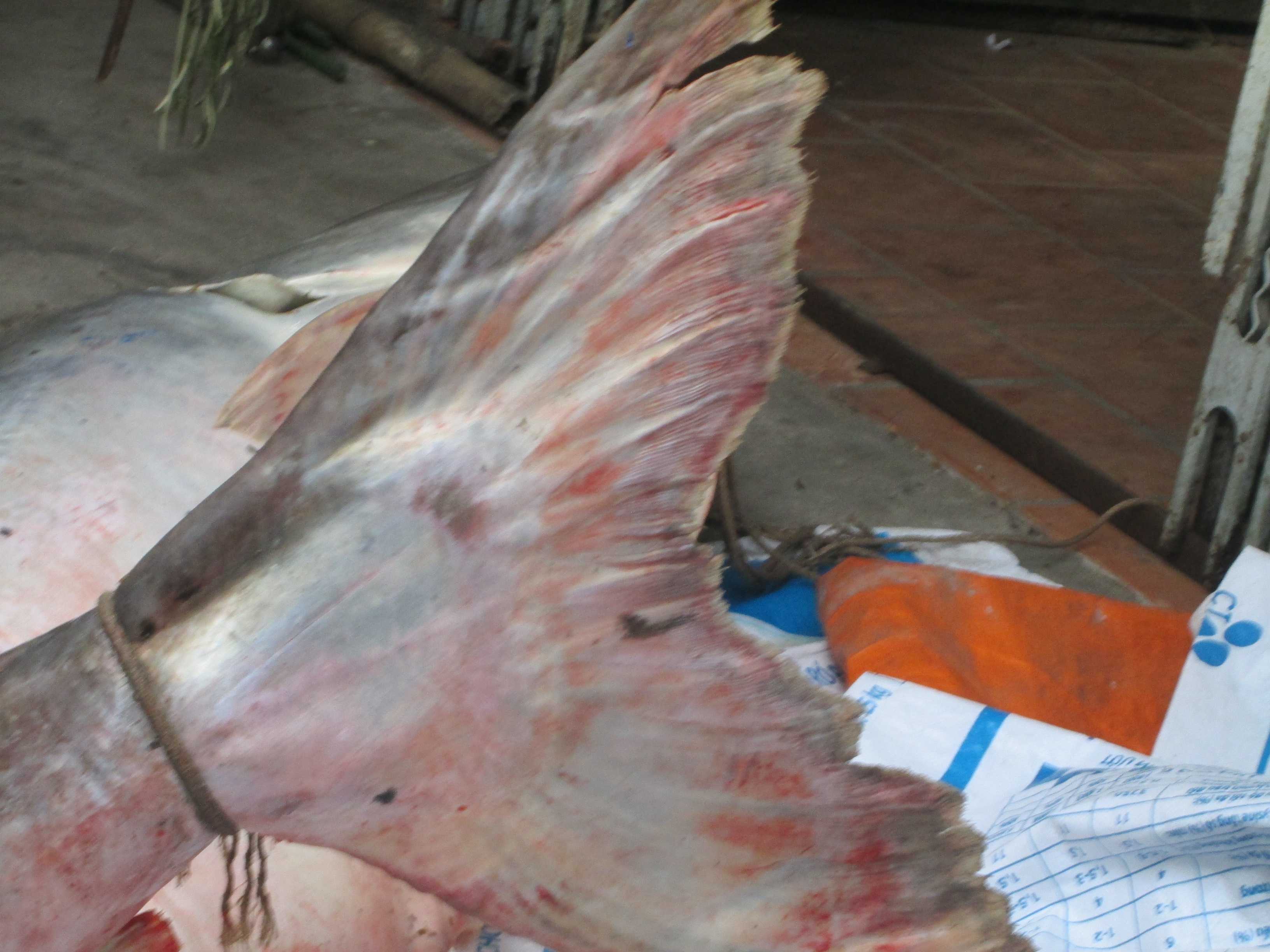 Dân kéo đi nghẹt đường xem cá tra dầu 'khủng' nặng hơn 200 kg - ảnh 2