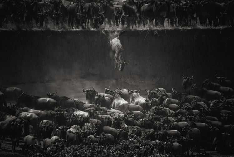 20161104141724Wilderbeast