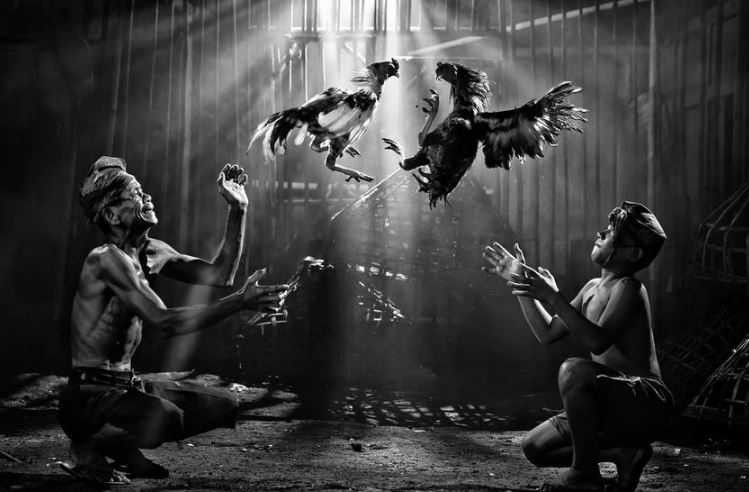 20161104141814CockFighitnh