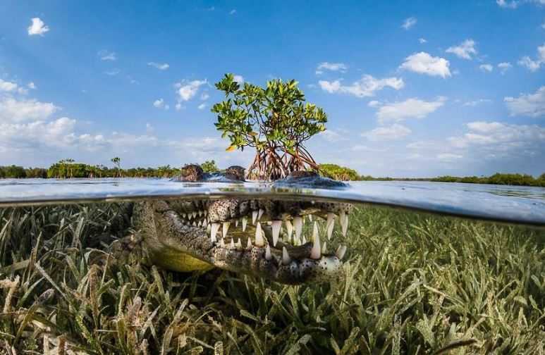 20161104141814Crocodile