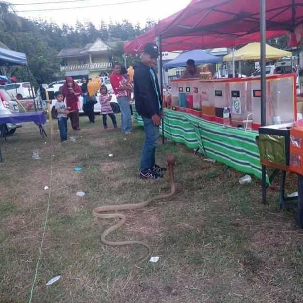 PAY-Man-marries-snake-he-believes-is-dead-girlfriend-reincarnated (1)