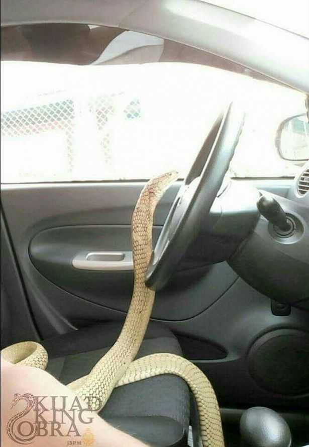 PAY-Man-marries-snake-he-believes-is-dead-girlfriend-reincarnated (2)