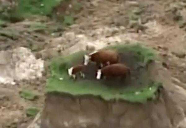Cows-stranded-on-quake-made-islands-after-New-Zealand-earthquake