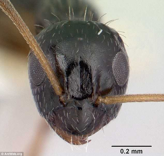 148048879357817-kien-3