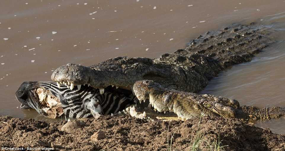 3CED2B5800000578-0-image-m-34_1486481678128