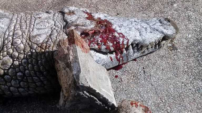crocodile-stoned-in-tunisia-zoo