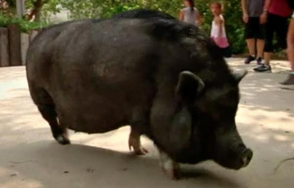 Bilingual-pig-understands-commands-in-English-and-Spanish