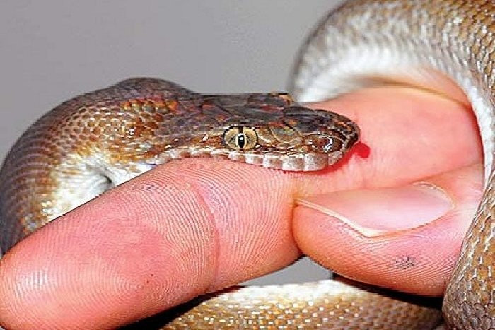 Man-Bitten-By-Snake-Bites-His-Wife-So-They-Can-Remain-United-Forever3