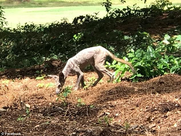 43205D1300000578-4777164-image-a-23_1502332078434