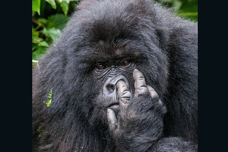 chet-cuoi-khoanh-khac-vui-nhon-trong-the-gioi-dong-vat-hinh-10 6