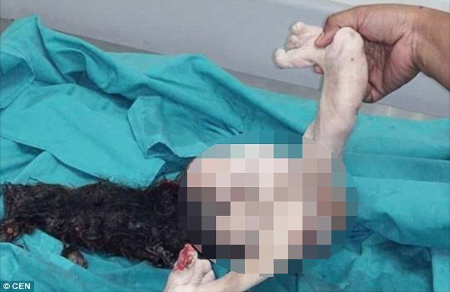 cau-be-malaysia-mang-bau-em-ruot-suot-15-nam