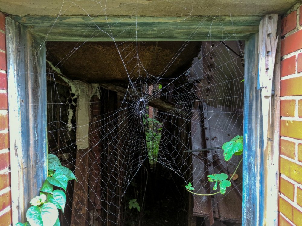 you-have-to-look-where-youre-going-or-youll-run-into-spider-webs-big-enough-to-boggle-the-mind 12