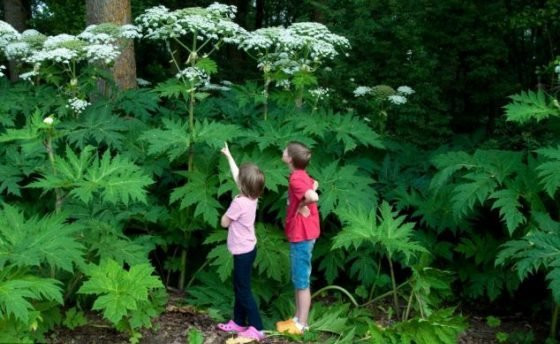 giant_hogweed-e1529325329433