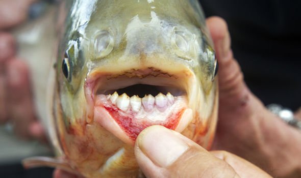 fish-469461