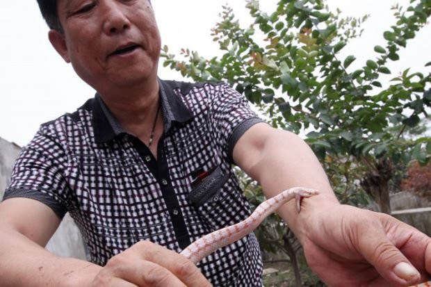 BusinessiswrithinginaChinesevillagecharmedby3millionsnakes 3