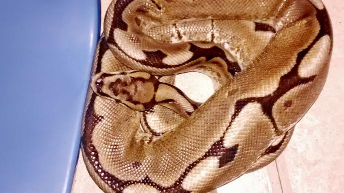 methode%2Ftimes%2Fprod%2Fweb%2Fbin%2F3e9ce9ee-9284-11e8-8c1a-b63727488402