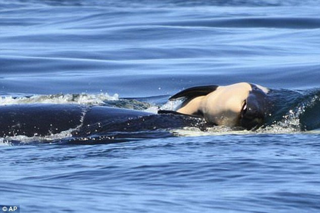 4E9EC80200000578-5999571-The_grieving_mother_of_an_endangered_orca_that_died_shortly_afte-m-15_1532700600952