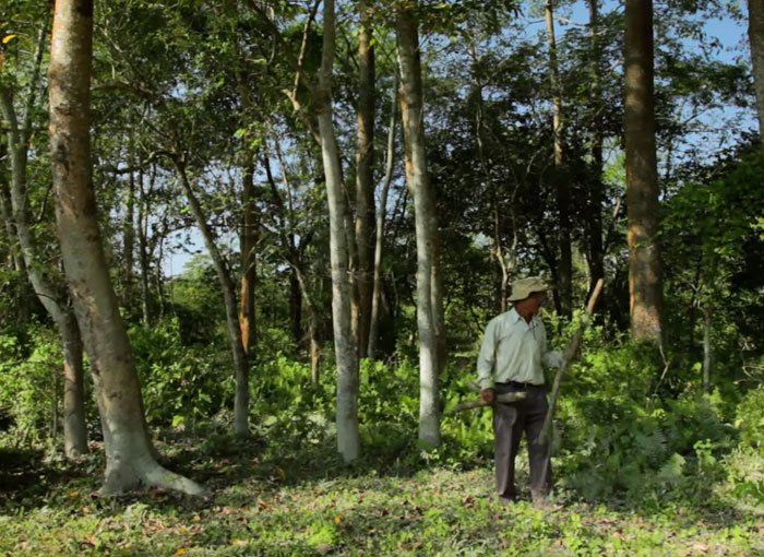 planting-trees-40-years-desolate-majuli-island-jadav-payeng-india-5b6aa1ee90898__700 3