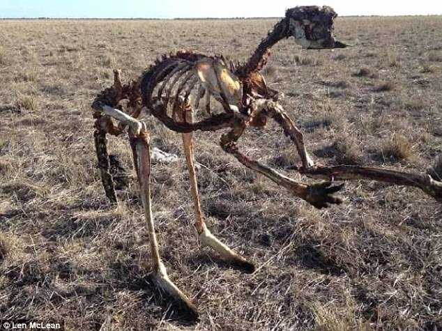 4F0EBFD800000578-6051303-Horrifying_image_of_a_kangaroo_s_remains_standing_upright_is_a_v-a-25_1534130169559