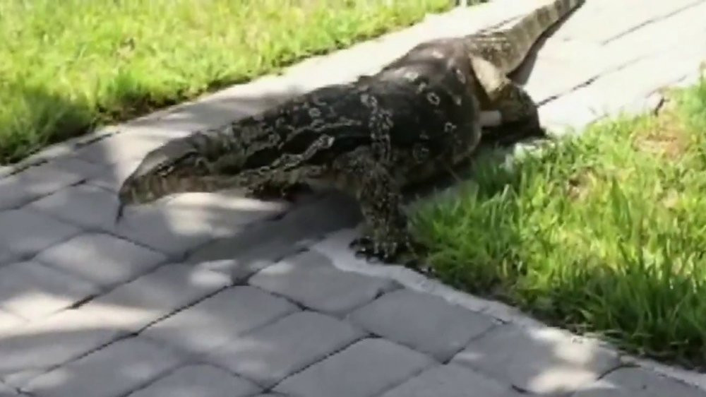 Giant Monitor lizard terrorizes Florida family20180830105003.jpg_12572924_ver1.0_1280_720