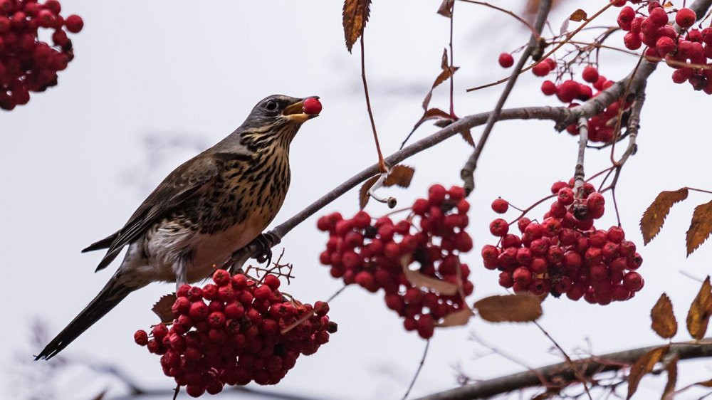 BirdsBerries-iStock