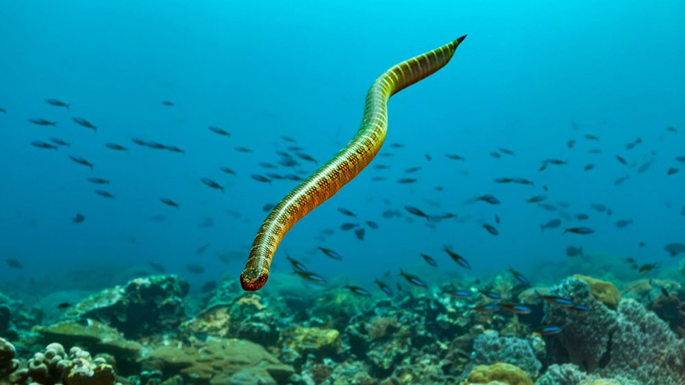 sea-snake-istock