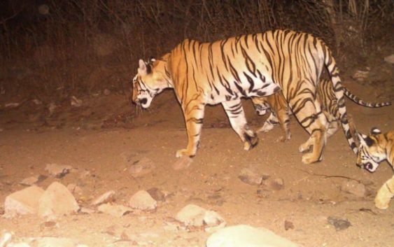 elephants-drones-and-cologne-employed-in-hunt-for-tiger-blamed-in-13-deaths-563x353