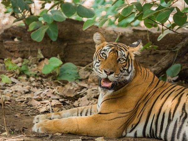 1541399256-tigress