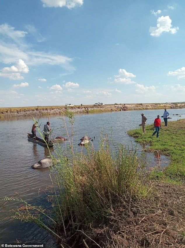 5922996-6366739-image-a-3_1541669359971 5