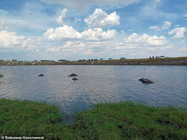 5922998-6366739-image-a-2_1541669355284 4