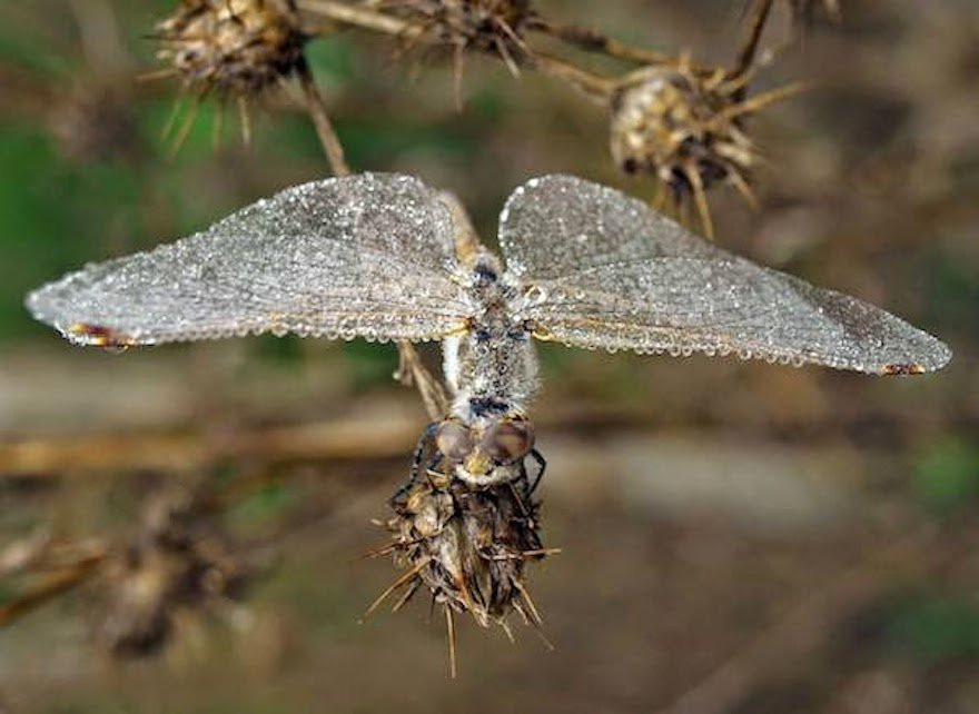 A-frozen-dragonfly.-The-30-Most-Amazing-Photos-Of-Frozen-Things-In-Honor-Of-The-Coldest-Morning-Of-The-21st-Century 7