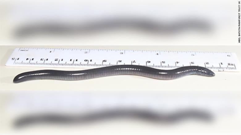 181219122913-trump-caecilian-amphibian-exlarge-169