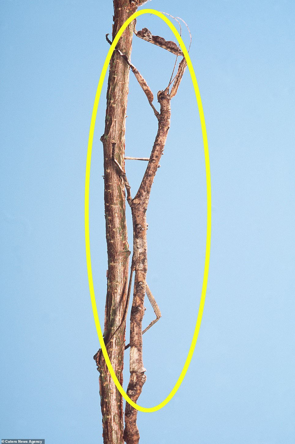 7810528-6528509-image-a-65_1545737159049 14