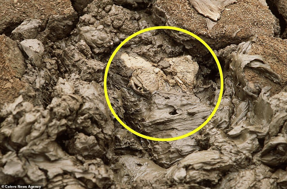 7810530-6528509-image-a-78_1545737507331 (1) 20