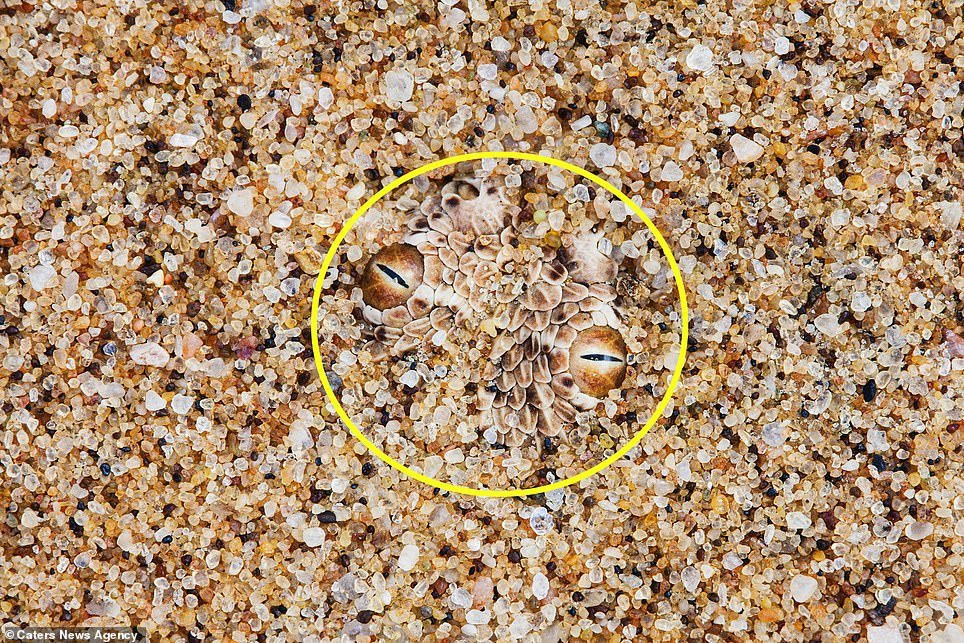 7810540-6528509-image-a-53_1545736986861 21