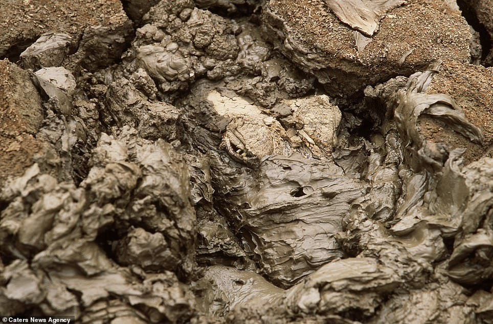 7810570-6528509-image-a-77_1545737507328 19