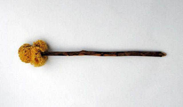 a-replica-xylospongium-sponge-on-a-stick-photo-by-d-herdemerten-hannibal21-cc-by-3-0-640x374
