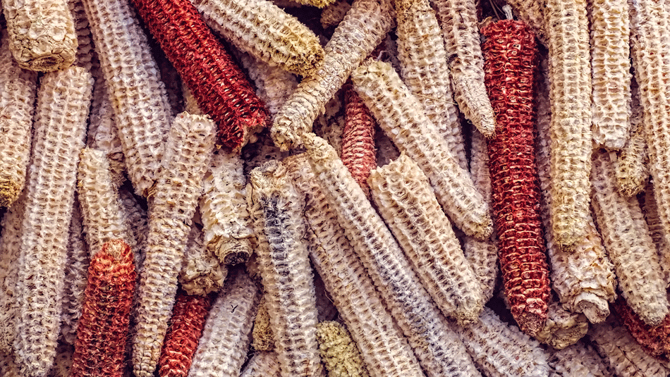 bare-corn-cobs-use 4