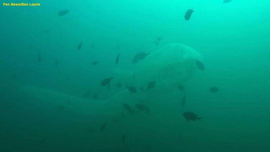 694940094001_6001333738001_6001333589001-vs