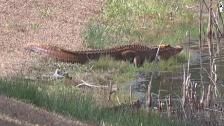 190215020506-orange-alligator-south-carolina-large-169 (1)