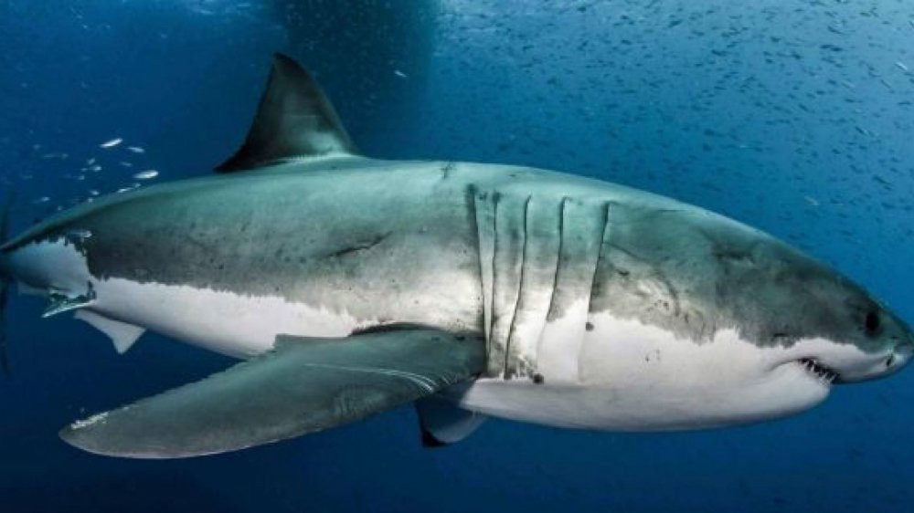 great-white-shark