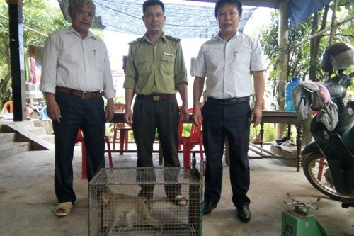 Hinh anh Hai con khi di lac vao vuon nha dan