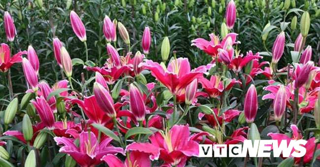 trong-hoa-ly-650-1634 5