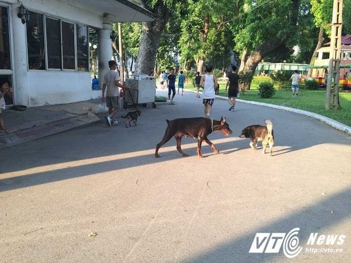 cho-tha-rong-cong-vien-5